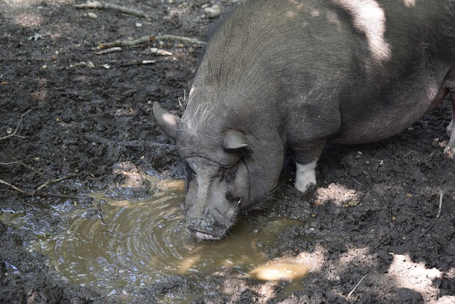 球队的胜利 球队的胜利