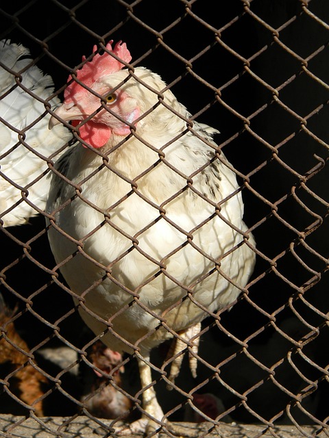 作为未来交 作为未来交